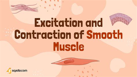 Excitation and Contraction of Smooth Muscle