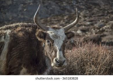 Dzo Yak Hybrid Himalayas Stock Photo 365183684 | Shutterstock