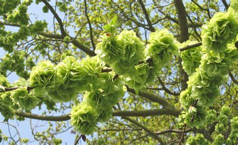 Wych Elm flowers and fruit - Tree Guide UK - Wych elm