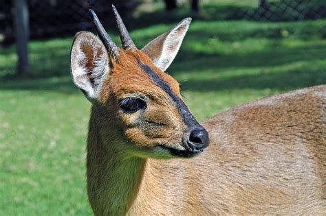 Common Duiker | Animal Database | Fandom