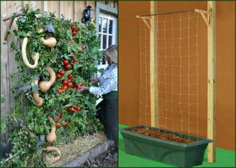 Container Tomato Gardening | Dengarden