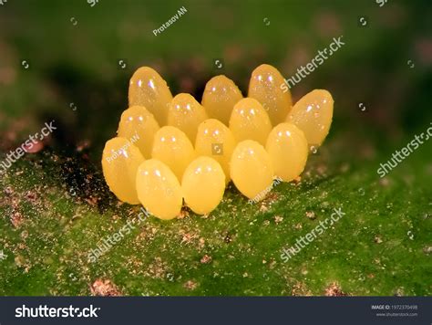 Ladybug Ladybird Harmonia Axyridis Coleoptera Coccinellidae Stock Photo 1972370498 | Shutterstock