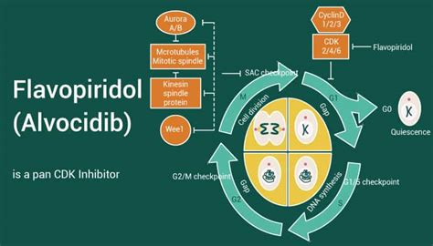 Flavopiridol (Alvocidib) is a pan CDK Inhibitor - Network of Cancer Research