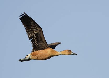 Dendrocygna bicolor (Fulvous whistling-duck) (Anas bicolor)