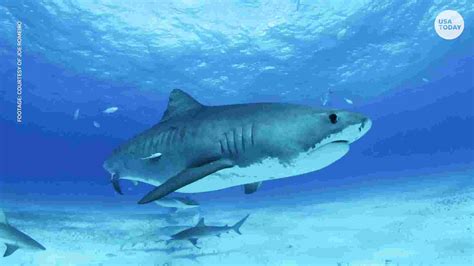 The Tiger Shark – Shark Rocker