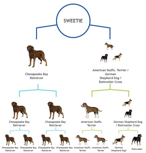 What we can — and can’t — learn from our pets’ DNA