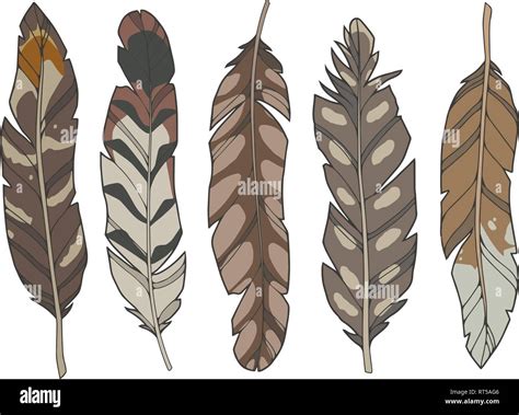 Cartoon style illustration vector set of different natural brown eagle ...