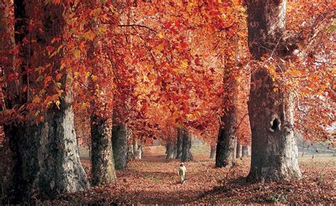 Kashmir's Chinar tragedy: Majestic trees face onslaught, fast disappearing due to reckless ...