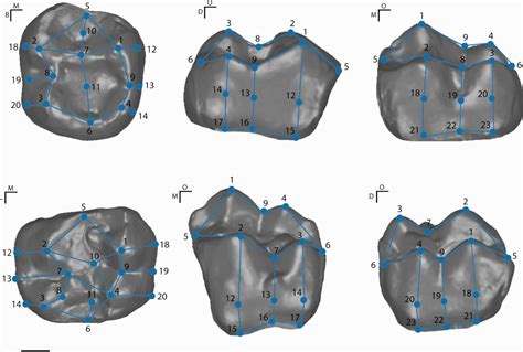 Form and Function in the Platyrrhine Skull: A Three‐Dimensional ...