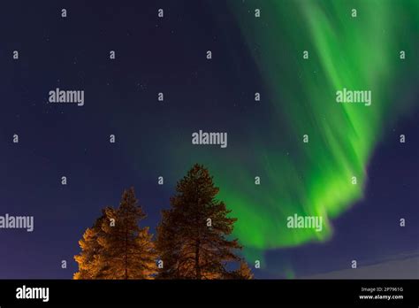 Aurora Over Trees In Winter In Kuusamo, Finland Stock Photo - Alamy