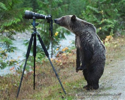 These Adorable Animals Appear to be Taking Photos With a Camera - ViewKick