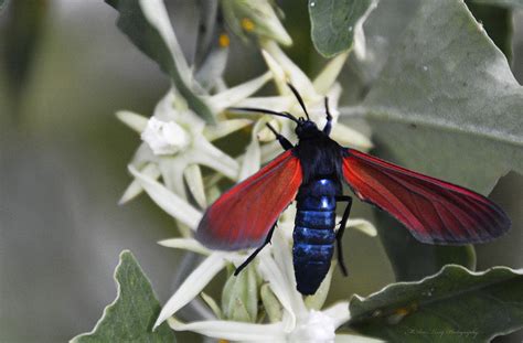 Spotted Oleander Caterpillar Moth Photograph by Marie Terry