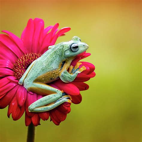 Colorful Frog Photograph by Fauzan Maududdin - Fine Art America