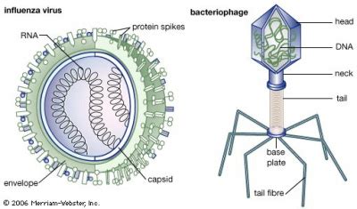 Some different viruses