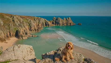 Top ten dog friendly beaches in Cornwall | The Alverton Hotel, Truro