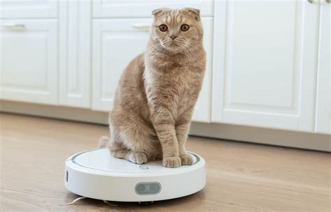 The Best Roomba For Cat Litter - Pets Gal