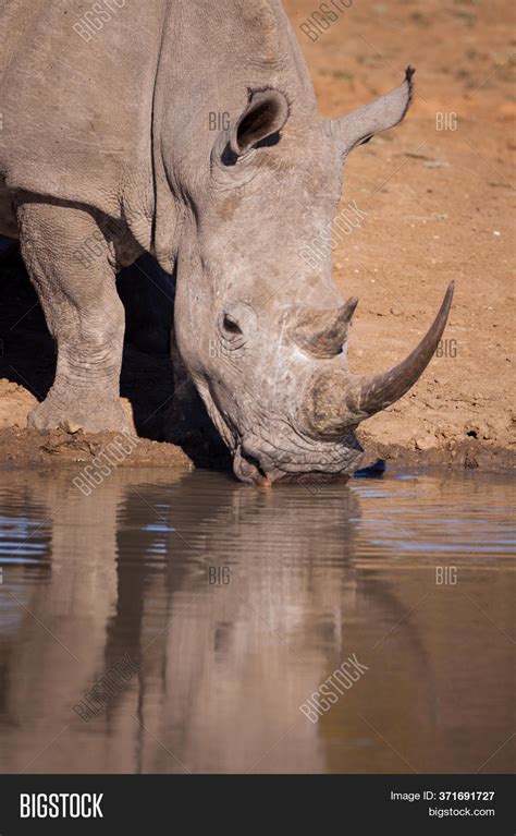 White Rhino Head On Image & Photo (Free Trial) | Bigstock