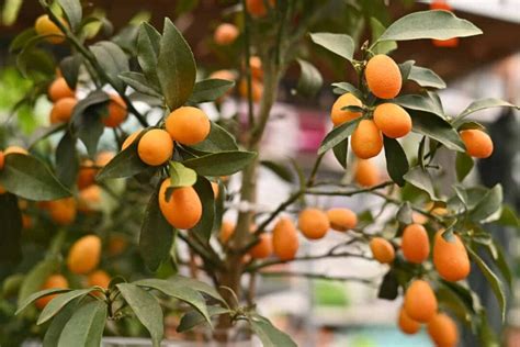 The Meiwa Kumquat - Minneopa Orchards