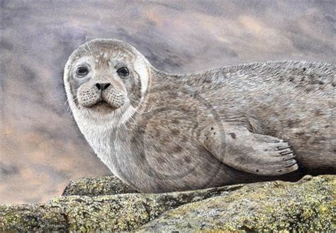 Seal Watercolour Print Grey Seal Watercolor Art Fine Giclee