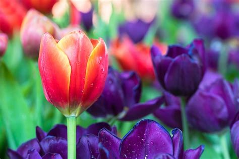 Premium Photo | Red and purple tulips in the garden