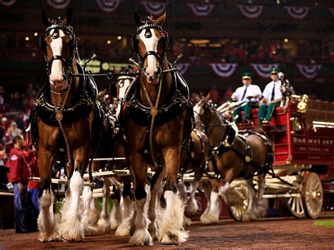 Budweiser Fires Clydesdales This Christmas