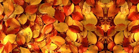 Autumn Leaves Autumn Background Banner | Background banner, Autumn leaves, Leaf background