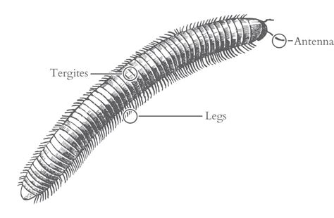 Millipede Identification In Jacksonville, FL | Lindsey Pest Services