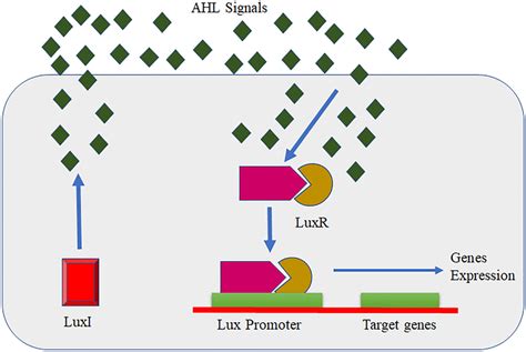 Regulation of quorum-sensing mechanism in Gram-negative bacteria... | Download Scientific Diagram