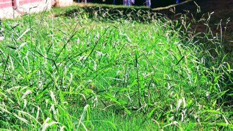 Crabgrass Control | The 9 Most Effective Killers on the Market - School of Garden