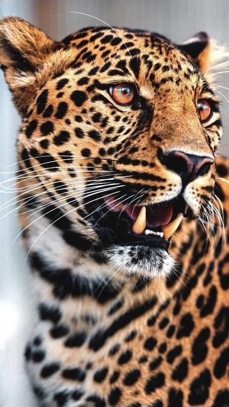 leopard | Big cats photography, Wild animals pictures, Exotic cats