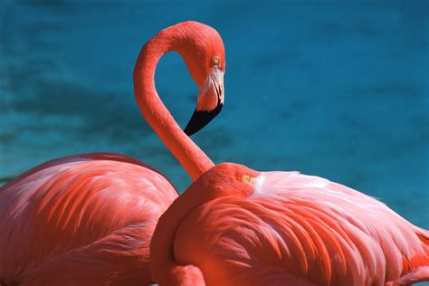 flamingo tapete,flamingo,größerer flamingo,vogel,wasservogel,rosa (#879097) - WallpaperUse