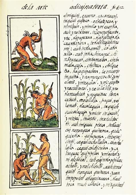 Ancient Mayan Agriculture: Feeding the Masses Through Innovation - Seven Ages