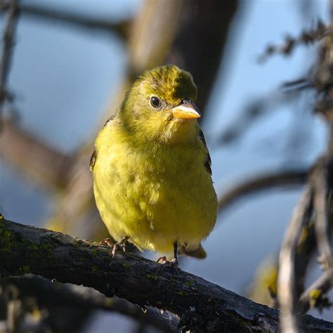 Western Tanager 20191024_7893 | This female Western Tanager … | Flickr