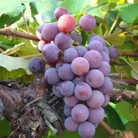 Buy Catawba Grape Vines For Sale | Double A Vineyards