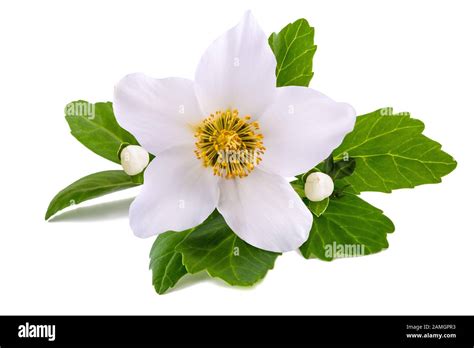 Hellebore flower (Christmas rose) isolated on white Stock Photo - Alamy