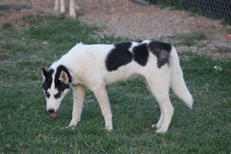 Black & White Piebald Siberian Husky | Siberian husky, Blue eyed dog ...