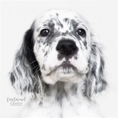 One of our beautiful blue belton puppies🖤 | English setter dogs, English setter puppies, Setter ...