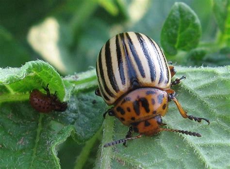 Colorado Potato Beetle: The king of insecticide resistance | AGDAILY