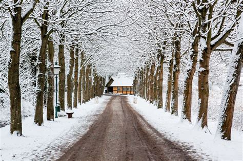 Wallpaper : trees, landscape, branch, frost, Denmark, Freezing, tree, weather, season ...