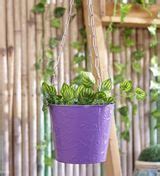 Hanging Plant Container Set (Metal) at Rs 225/piece | Hanging Plant ...