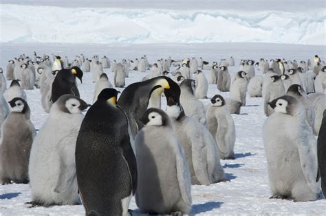 Explorer Returns to Emperor Penguin Colony in Search of a True Count