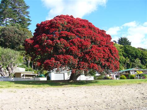 Naomi's Garden: Pōhutukawa - New Zealand Christmas Tree