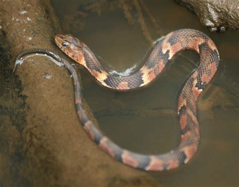 Broad-banded Water Snake (Common Snakes Identification Guide for the Houston Area) · iNaturalist