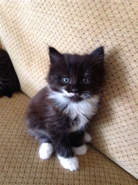 View this Pet Advert on Pets4Homes ! | Fluffy kittens, White fluffy kittens, Cute baby cats