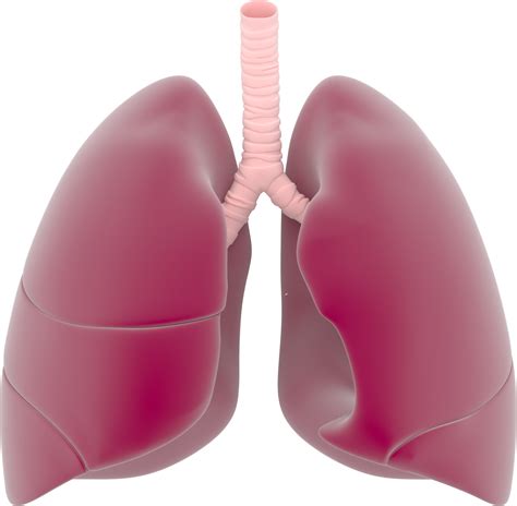 Lungs clipart respiration, Lungs respiration Transparent FREE for download on WebStockReview 2023