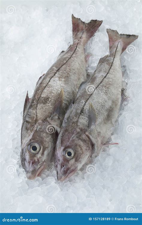 Fresh Raw Whole Haddock Fish Stock Image - Image of cold, seafood ...