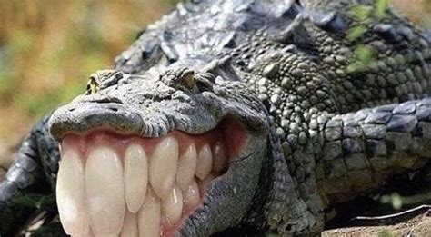 Thanks I hate Human teeth Alligator : r/TIHI