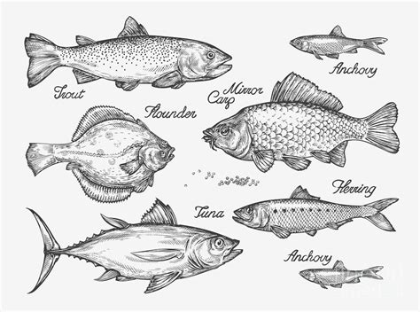 Hand Drawn Fish Sketch Trout Carp Digital Art by Ava Bitter - Fine Art America