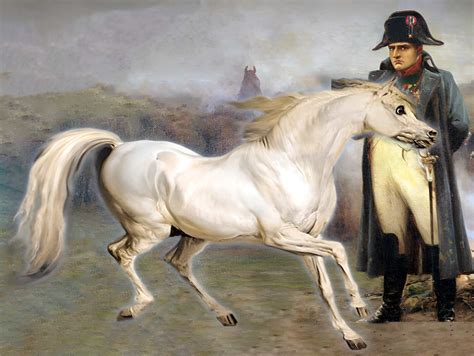 Napoleon's Horse: The Legendary Marengo - Malevus