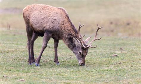 Large Elk with Large Antlers Stock Photo - Image of park, countryside ...